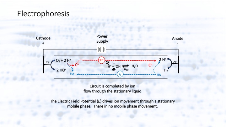 BioSeparations_4_Electrophoresis